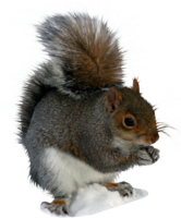 animals & Squirrel free transparent png image.