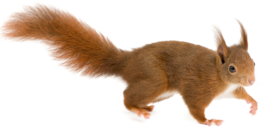 animals & Squirrel free transparent png image.