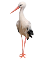 animals&Stork png image.