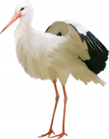 animals & Stork free transparent png image.