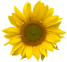 flowers&Sunflower png image.