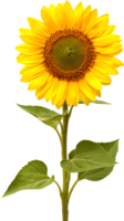 flowers & Sunflower free transparent png image.