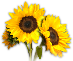 flowers & Sunflower free transparent png image.