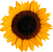 flowers & Sunflower free transparent png image.