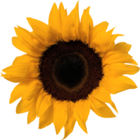 flowers & Sunflower free transparent png image.