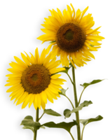 flowers & Sunflower free transparent png image.