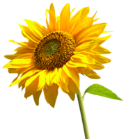 flowers & Sunflower free transparent png image.