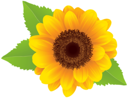 flowers & Sunflower free transparent png image.