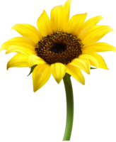 flowers & sunflower free transparent png image.