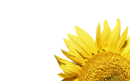 flowers & Sunflower free transparent png image.