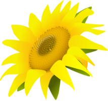 flowers & Sunflower free transparent png image.