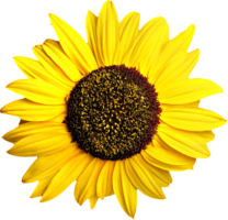 flowers & Sunflower free transparent png image.