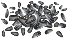 fruits & Sunflower seeds free transparent png image.