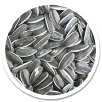 fruits & Sunflower seeds free transparent png image.