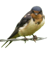 animals & Swallow free transparent png image.