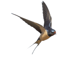 animals & Swallow free transparent png image.