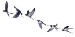 animals & Swallow free transparent png image.