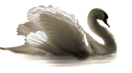 animals & swan free transparent png image.