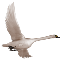 animals & swan free transparent png image.