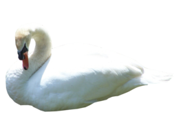 animals & swan free transparent png image.