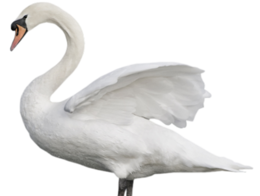 animals & swan free transparent png image.