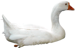 animals & swan free transparent png image.