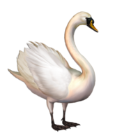 animals & swan free transparent png image.