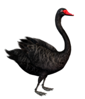 animals & Swan free transparent png image.