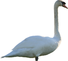 animals & swan free transparent png image.