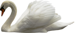 animals & swan free transparent png image.