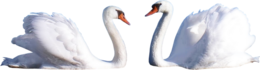 animals & Swan free transparent png image.