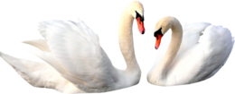 animals & Swan free transparent png image.