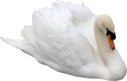 animals & swan free transparent png image.