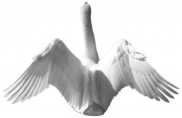 animals & swan free transparent png image.