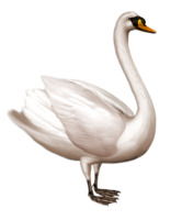 animals & swan free transparent png image.