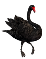 animals & swan free transparent png image.