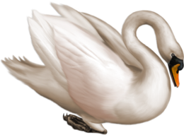 animals & swan free transparent png image.