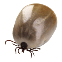 insects & tick free transparent png image.