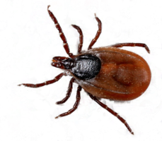 insects & Tick free transparent png image.