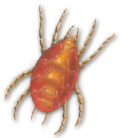 insects & tick free transparent png image.