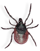 insects & tick free transparent png image.