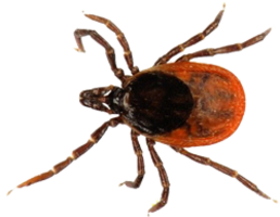 insects & Tick free transparent png image.