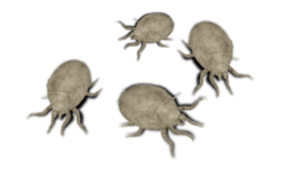 insects & tick free transparent png image.