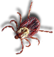 insects & Tick free transparent png image.