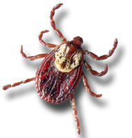 insects & tick free transparent png image.