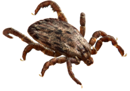 insects & tick free transparent png image.