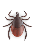 insects & tick free transparent png image.