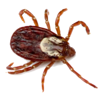 insects & tick free transparent png image.