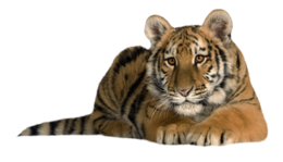 animals&Tiger png image.