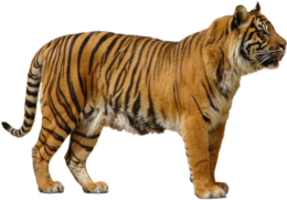 animals & Tiger free transparent png image.